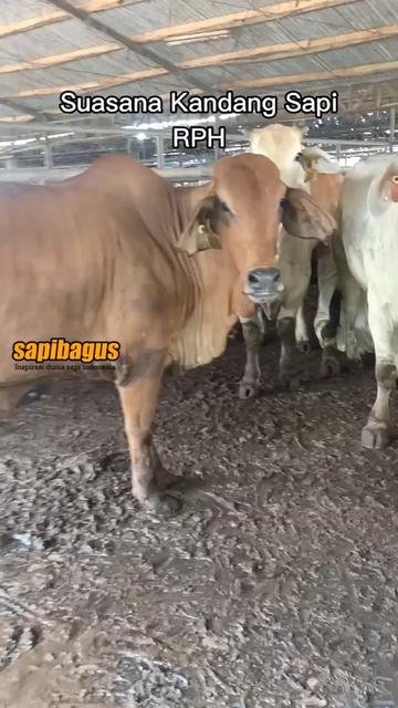 Suasana-Kandang-Sapi-RPH